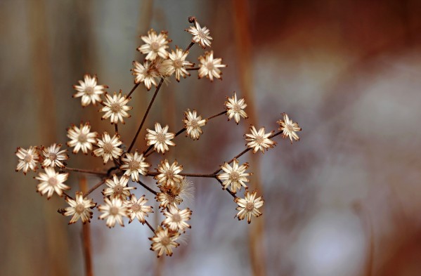 Daisy Fleabane by Deb Oppermann
